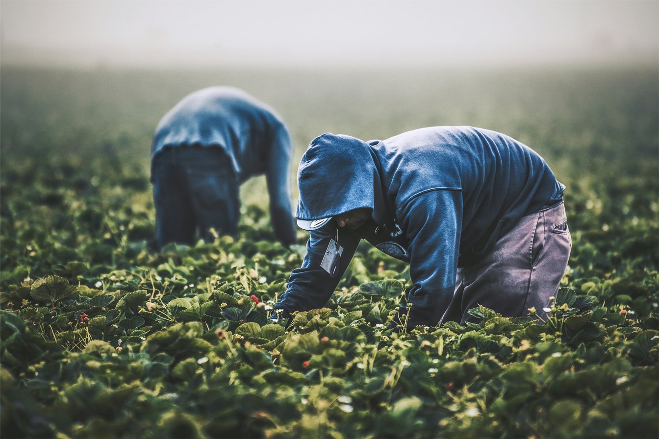Nile Agro Processors
