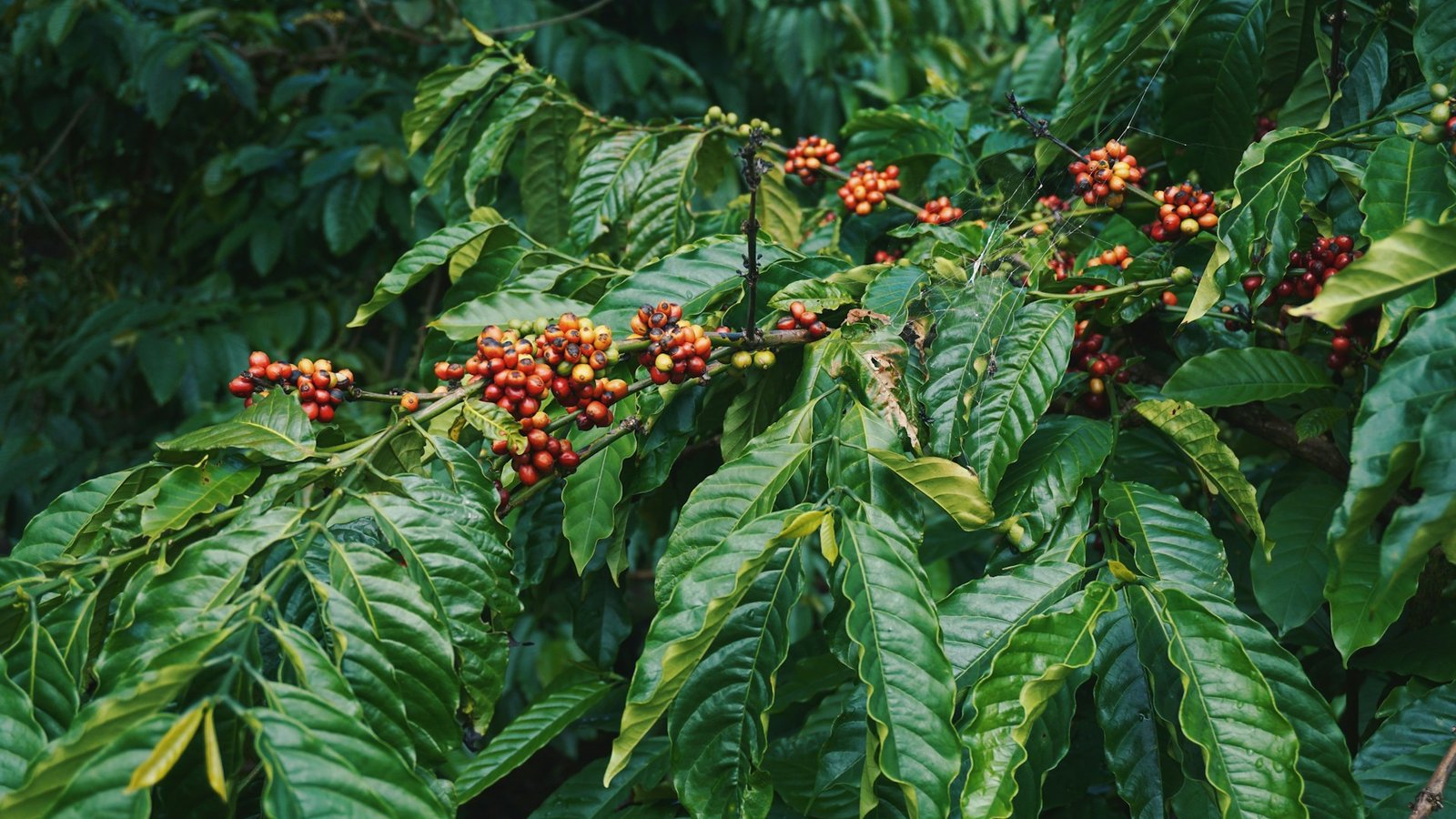 Fort Portal Coffee Exporters