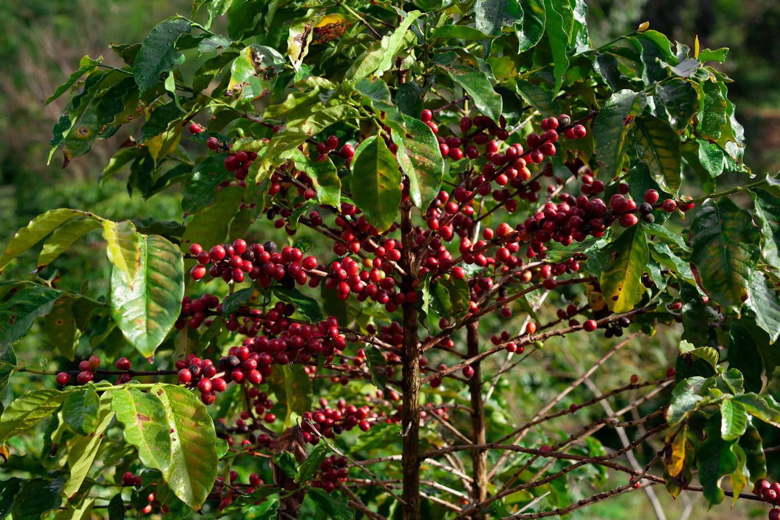 Fort Portal Coffee Exporters