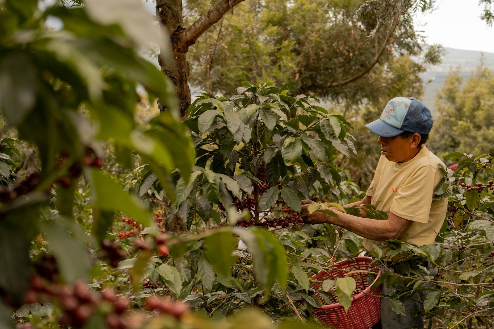 Fort Portal Coffee Exporters